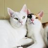 블로그 이용 안내 글의 미리보기 사진