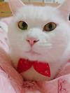 어제의고양이 : 빨간 리본을 맨 마시, 고양이 사진 잘 찍는 법 글의 미리보기 사진