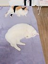 어제의고양이 : 아초항담에 녹은 마시와 마요나 글의 미리보기 사진
