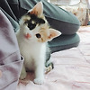 마시와 아기고양이 글의 미리보기 사진