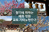 은은한 매화 향기에 매료되는 교토 신사 기타노텐만구(北野天満宮) 글의 미리보기 사진