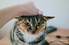 [영상多]고양이 후추의 조각들 글의 미리보기 사진