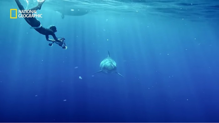 고래 먹방하던 상어들이 갑자기 사라진 이유