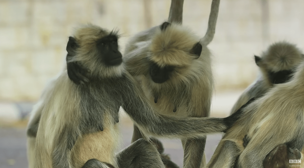 로봇 원숭이가 죽은 줄 알고 애도하는 원숭이들