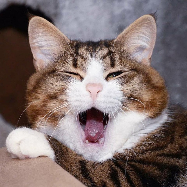 고양이의 다양한 표정.jpg