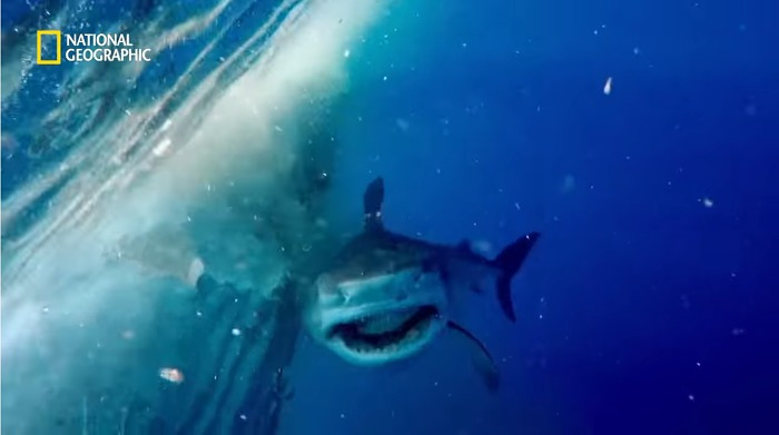 고래 먹방하던 상어들이 갑자기 사라진 이유