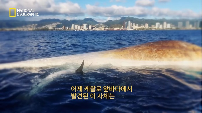 고래 먹방하던 상어들이 갑자기 사라진 이유