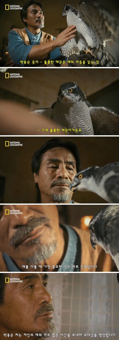 매꾼과 참매의 첫사냥, 신뢰의 한국 전통 매사냥