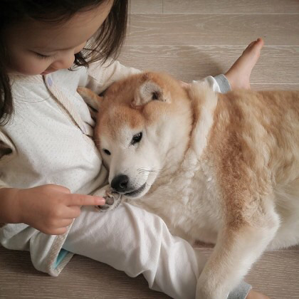 2살 소녀와 9살 시바견