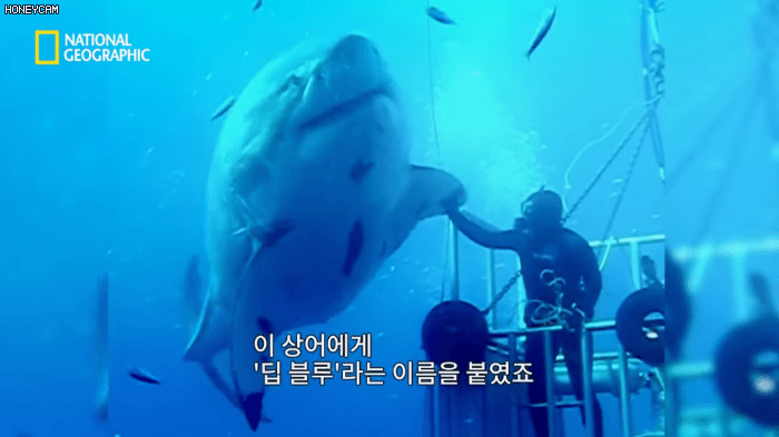 고래 먹방하던 상어들이 갑자기 사라진 이유