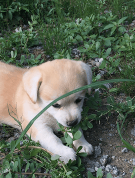 강에 빠진 개를 구한 디씨인.jpgif