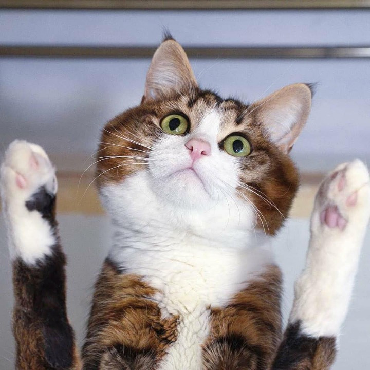 고양이의 다양한 표정.jpg