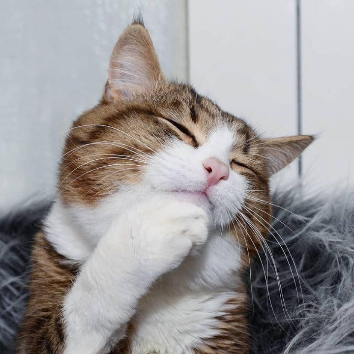 고양이의 다양한 표정.jpg