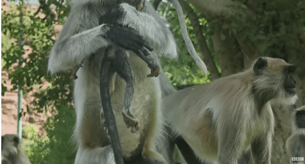 로봇 원숭이가 죽은 줄 알고 애도하는 원숭이들