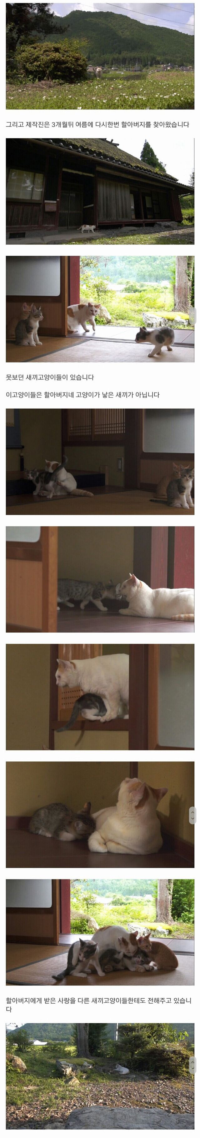 냥겐극장.. 할아버지와 고양이...jpg