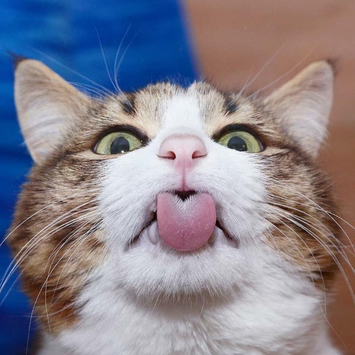 고양이의 다양한 표정.jpg