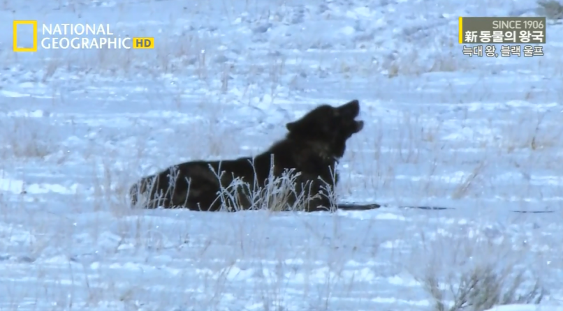 검은늑대의 좌충우돌 가족만들기