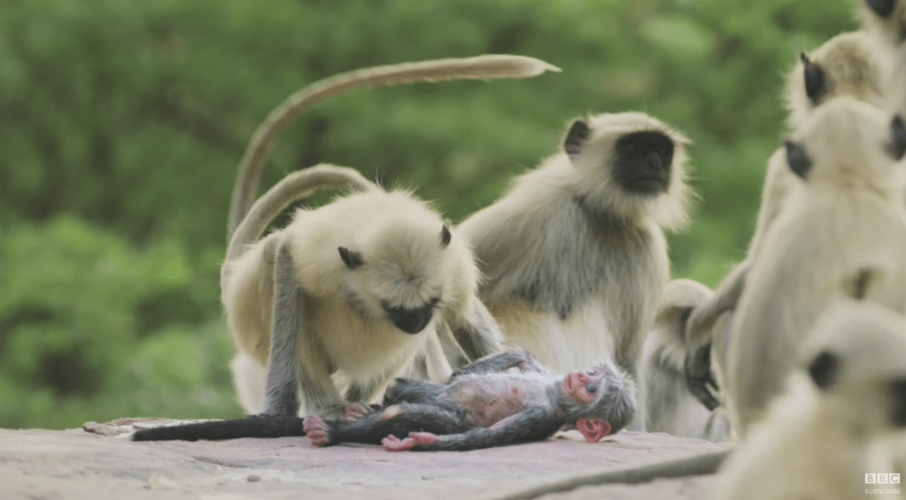 로봇 원숭이가 죽은 줄 알고 애도하는 원숭이들