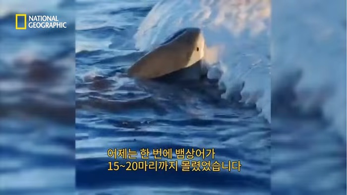 고래 먹방하던 상어들이 갑자기 사라진 이유