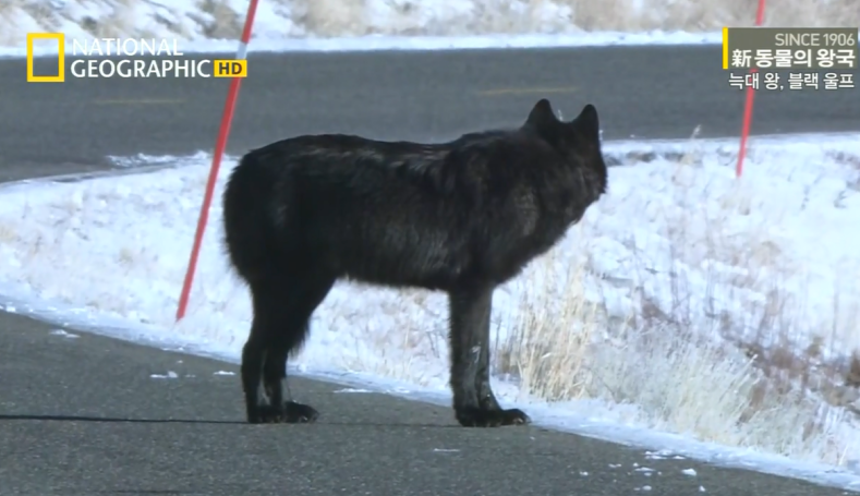 검은늑대의 좌충우돌 가족만들기
