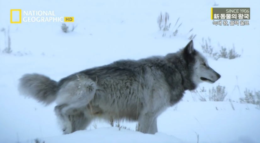 검은늑대의 좌충우돌 가족만들기