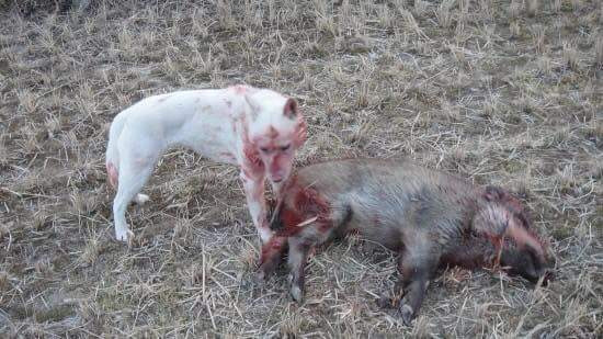 994DB1365B558E0C09F674