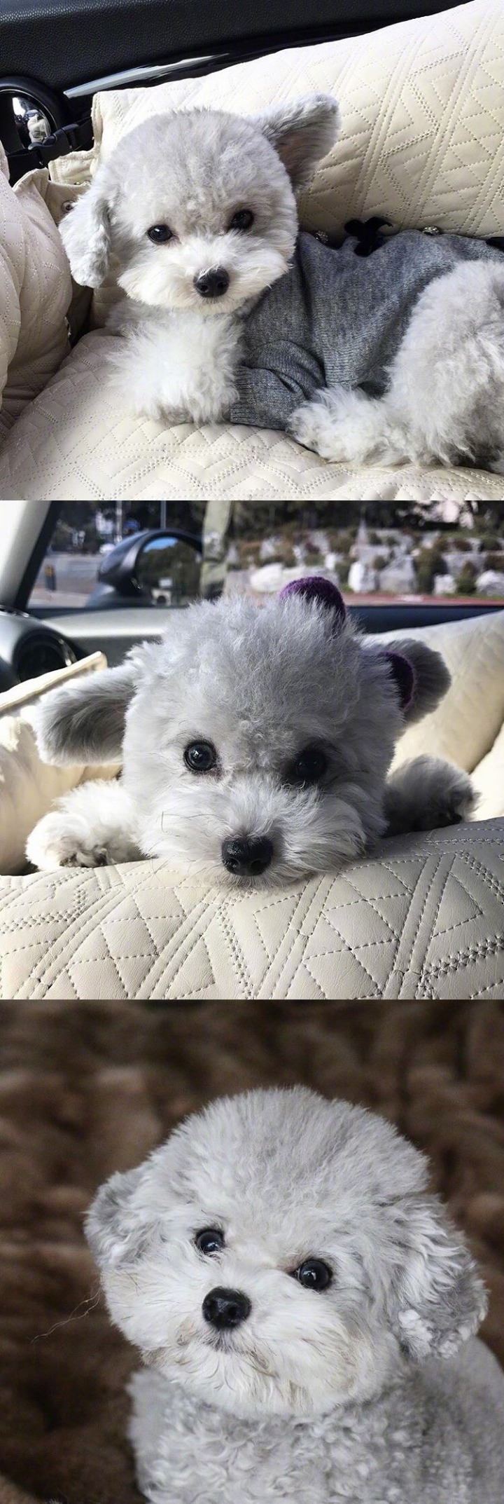 인형으로 자주 오해받는다는 실버푸들.