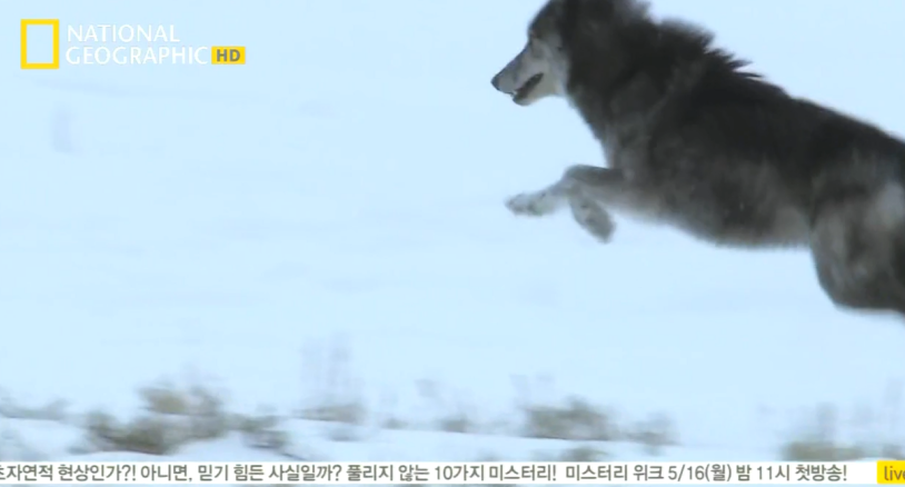 검은늑대의 좌충우돌 가족만들기