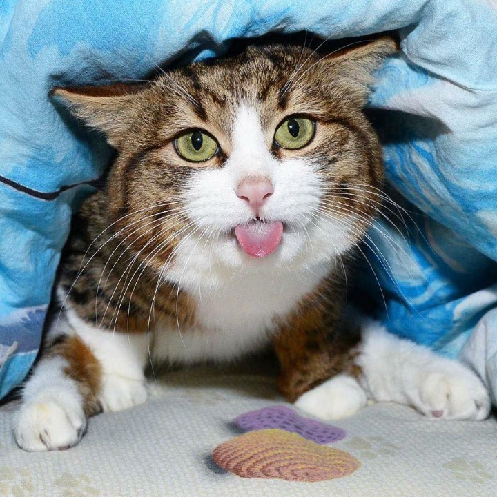 고양이의 다양한 표정.jpg