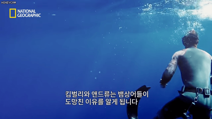 고래 먹방하던 상어들이 갑자기 사라진 이유