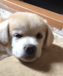 강에 빠진 개를 구한 디씨인.jpgif