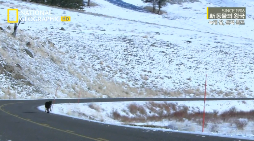 검은늑대의 좌충우돌 가족만들기