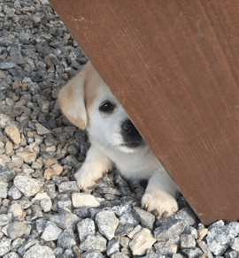 강에 빠진 개를 구한 디씨인.jpgif