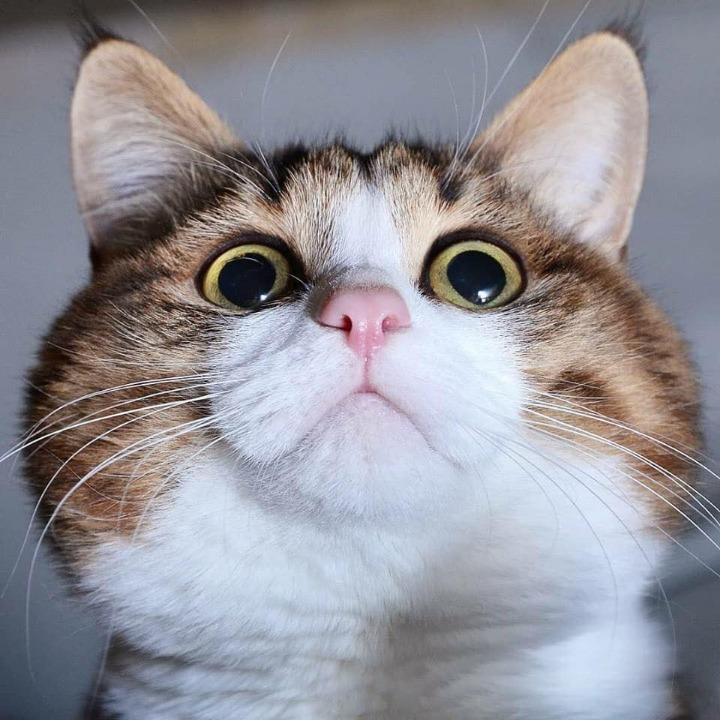 고양이의 다양한 표정.jpg