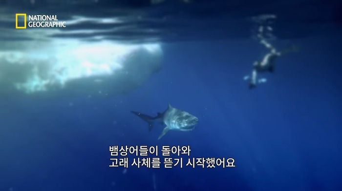 고래 먹방하던 상어들이 갑자기 사라진 이유