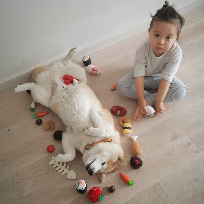 2살 소녀와 9살 시바견