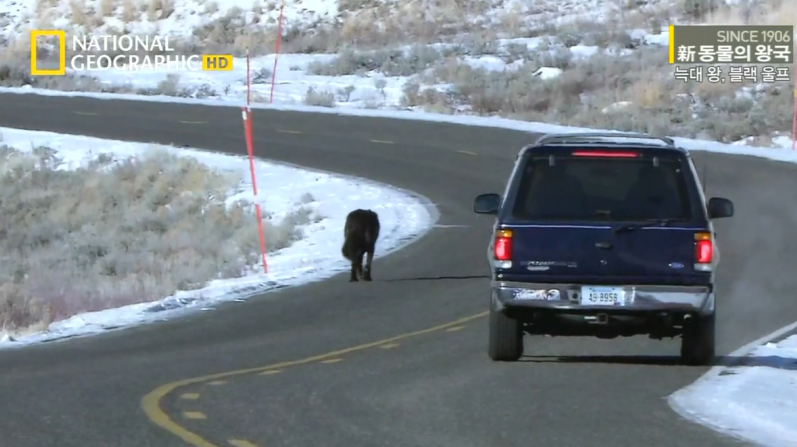 검은늑대의 좌충우돌 가족만들기