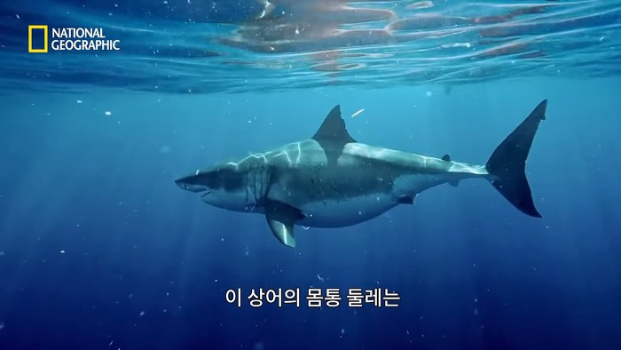고래 먹방하던 상어들이 갑자기 사라진 이유