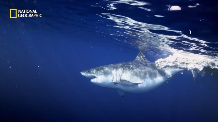 고래 먹방하던 상어들이 갑자기 사라진 이유