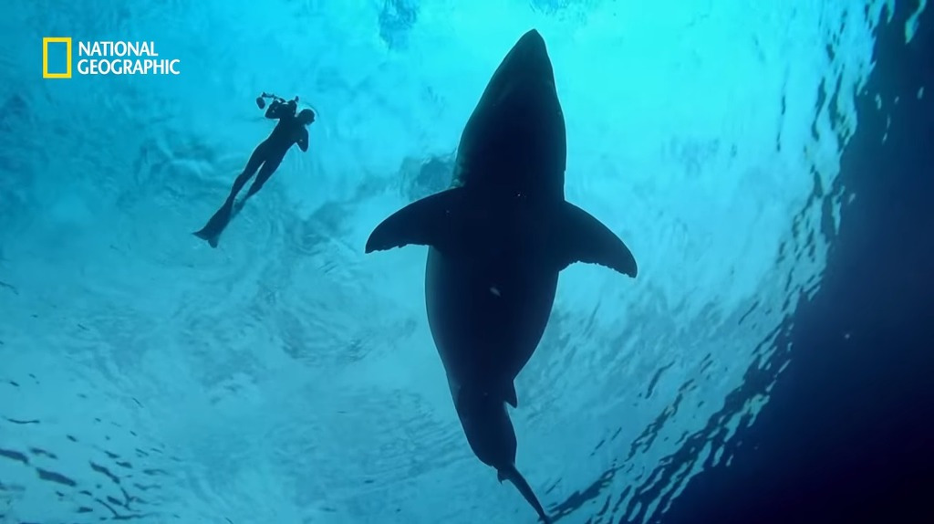 고래 먹방하던 상어들이 갑자기 사라진 이유