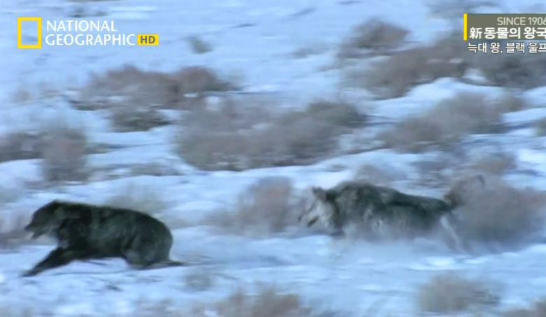 검은늑대의 좌충우돌 가족만들기