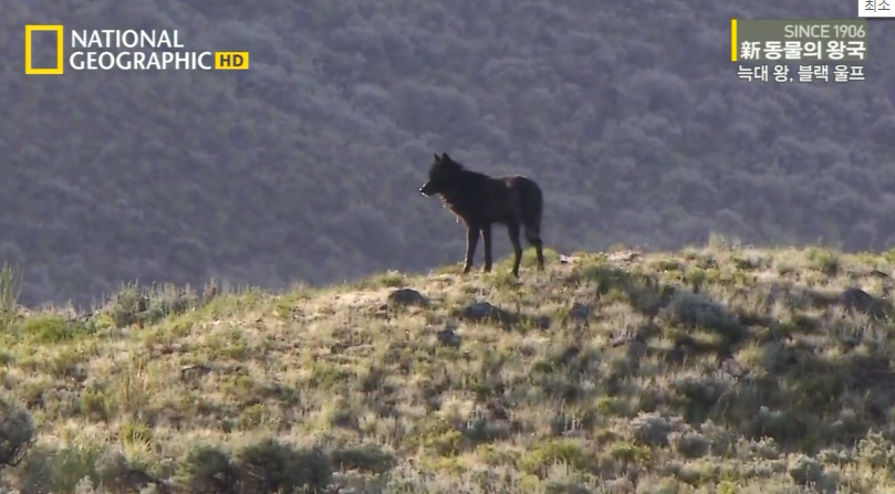 검은늑대의 좌충우돌 가족만들기
