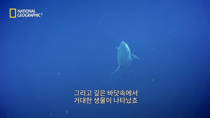 고래 먹방하던 상어들이 갑자기 사라진 이유