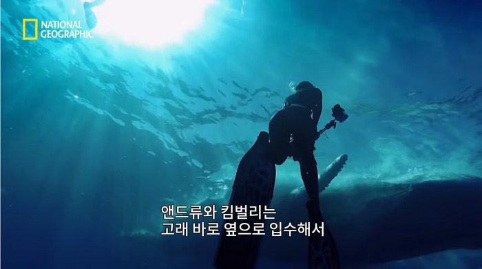 고래 먹방하던 상어들이 갑자기 사라진 이유