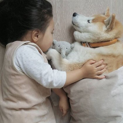 2살 소녀와 9살 시바견