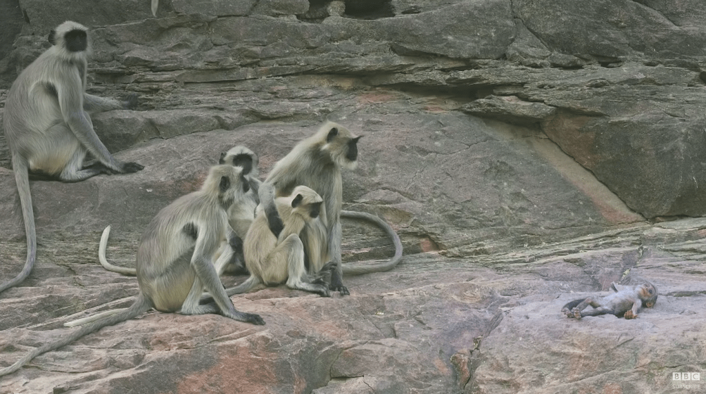 로봇 원숭이가 죽은 줄 알고 애도하는 원숭이들