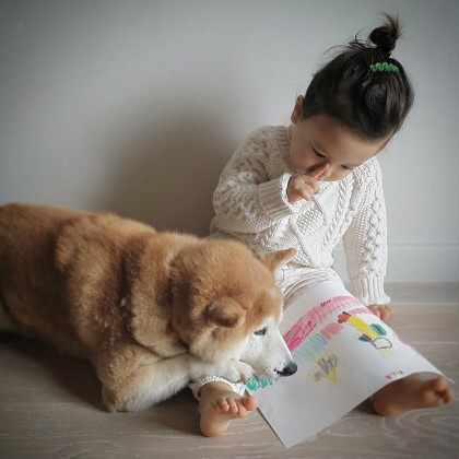 2살 소녀와 9살 시바견