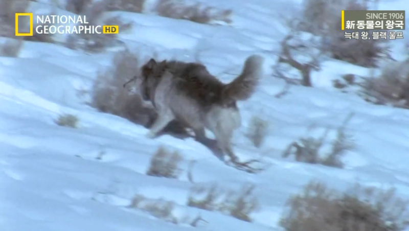검은늑대의 좌충우돌 가족만들기