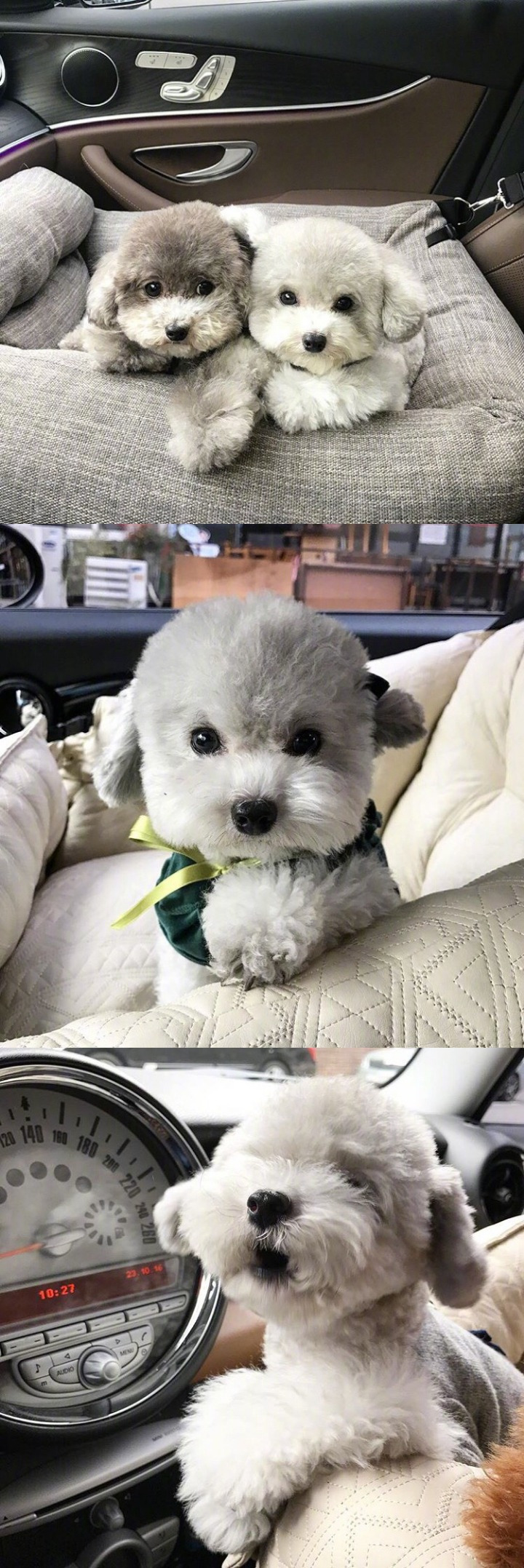 인형으로 자주 오해받는다는 실버푸들.