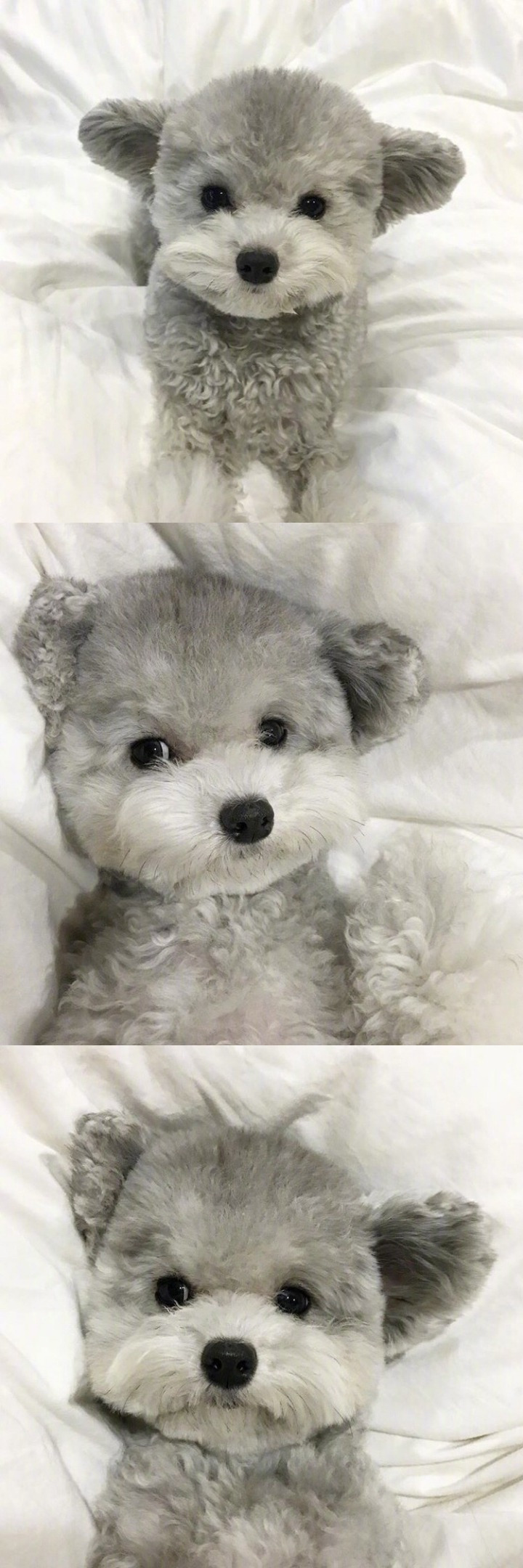 인형으로 자주 오해받는다는 실버푸들.